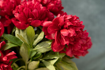 Obraz premium Red peony flowers with water drops and green leaves on dark background. Floral close up photography. Spring blooming garden and botanical concept. Design for wallpaper, poster, greeting card, postcard