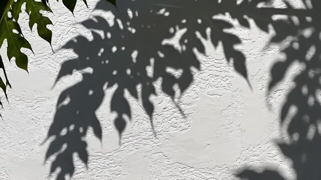 Shadows of Leaves Dancing on a Textured Wall.