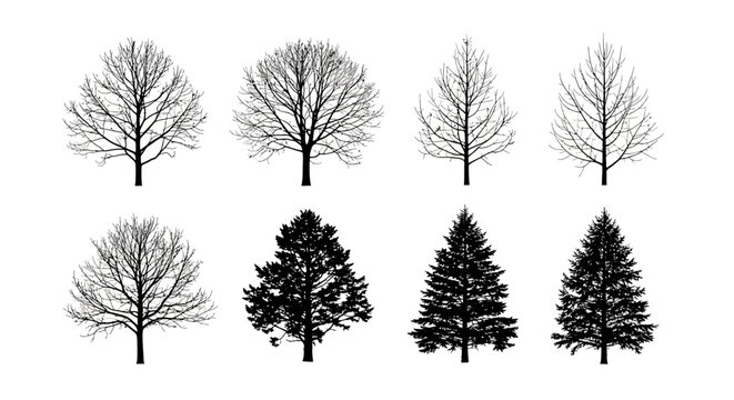 diverse silhouettes of deciduous and coniferous trees without leaves