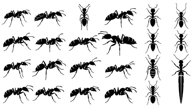 Ants Formicidae Species and Castes Silhouette Vector Icon Sheet, Minimalist Black Bug Graphic Elements Isolated on White