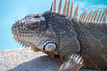 Fototapeta premium Close-up of a detailed green iguana, showcasing its textured scales, prominent spiky crest, and alert eye, resting by clear blue water.