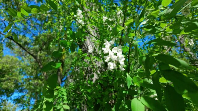White blossoms swaying on tree branches in green forest canopy. Robinia pseudoacacia, black locust