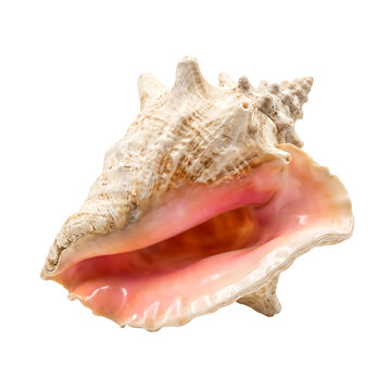 Large queen conch seashell with pink interior isolated on transparent background for marine design