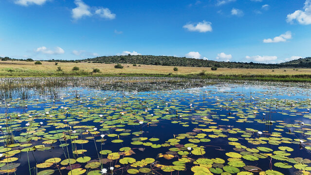 Aerial view of a serene pond filled with blooming water lilies and green lily pads under a blue sky with rolling hills Durban, KwaZulu-Natal, South Africa.