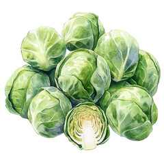Obraz premium Brussels Sprouts, watercolor vector, isolated on a white background.