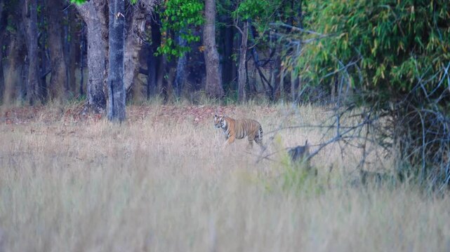 Dominant tiger strides with confidence, powerful muscles rippling beneath striped coat&mdash;asserting territorial supremacy