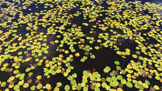 Aerial view of vibrant green and yellow lily pads floating on dark water with small white blossoms Durban, KwaZulu-Natal, South Africa.
