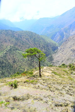 Solitary Pine Tree at High Altitude in Himalayas Nepal