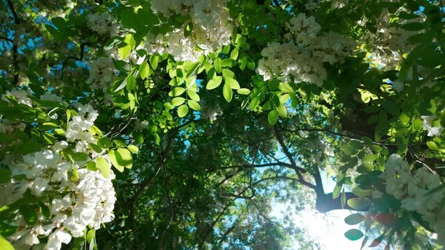 White blossoms swaying in breeze under sunlit tree canopy. Robinia pseudoacacia, black locust