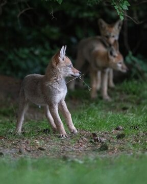 Playful wild coyote pups slowly emerge from the den as darkness sets in