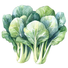 Obraz premium Bok Choy, watercolor vector, isolated on a white background.