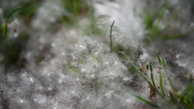 Poplar Fluff Covering Grass in Wind Flying Cottonwood Seeds Allergy Season Nature