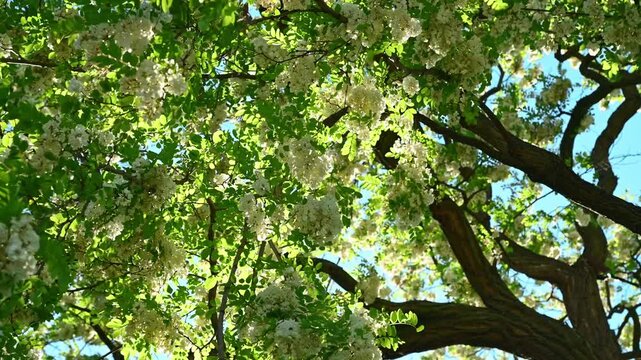 Tree branches with white blossoms swaying under blue sky in park. Robinia pseudoacacia, black locust