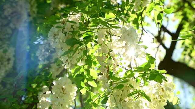 White cascade flowers swaying under sunlit tree canopy in garden. Robinia pseudoacacia, black locust