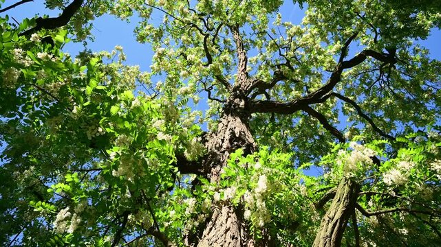 Flowering tree branches swaying in breeze against blue sky. Robinia pseudoacacia, black locust