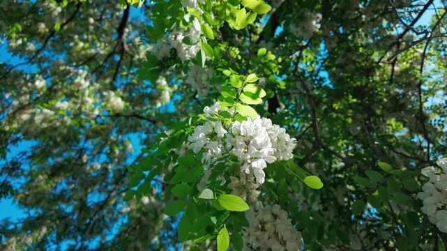 White blossoms swaying on tree branch against bright blue sky. Robinia pseudoacacia, black locust