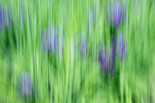 Iris field