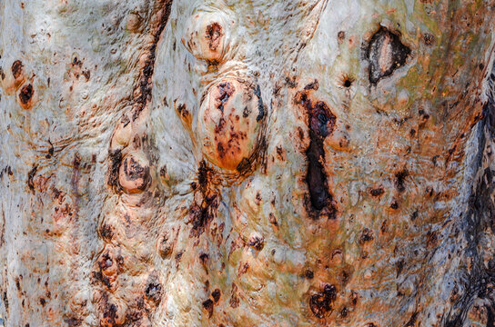Old knotted tree bark with burls / burrs, close-up of natural texture and pattern