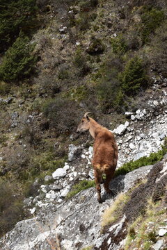 Female Himalayan Tahr in Nepal Himalayas