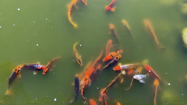 Koi fish feeding in a pond, high angle view 