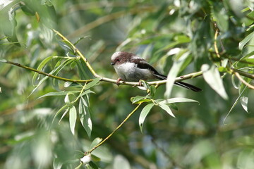 Schwanzmeise - Vogel © fotofreakdgy