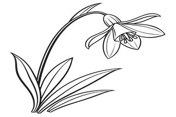 Obraz premium coloring page line art the french marigold flower black vector