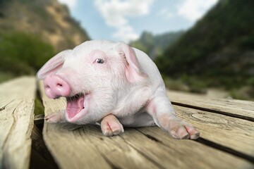 Little pink piglets run in garden at farm © BillionPhotos.com