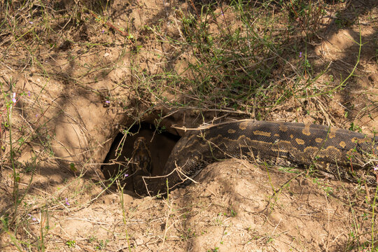 Southern African python (Python natalensis) entering an underground Aardvark hole during the breeding season, South Africa