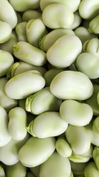 Freshly Harvested Organic Green Beans in Natural Settin