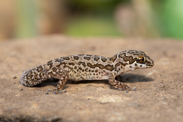 Fototapeta premium A cute Spotted Thick-toed Gecko (Pachydactylus maculatus) perched on a rock, South Africa