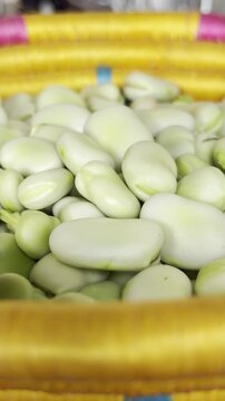 Freshly Harvested Organic Green Beans in Natural Settin
