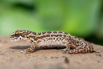 Fototapeta premium A cute Spotted Thick-toed Gecko (Pachydactylus maculatus) perched on a rock, South Africa