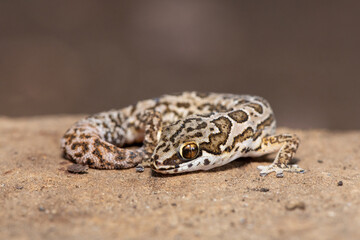 Obraz premium A cute Spotted Thick-toed Gecko (Pachydactylus maculatus) perched on a rock, South Africa