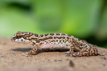 Fototapeta premium A cute Spotted Thick-toed Gecko (Pachydactylus maculatus) perched on a rock, South Africa
