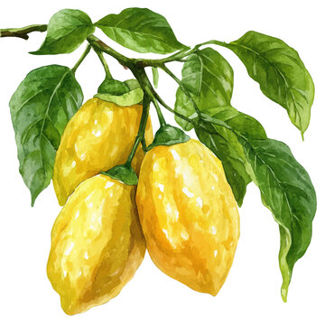 watercolor of Starfruit, isolated on a white background.
