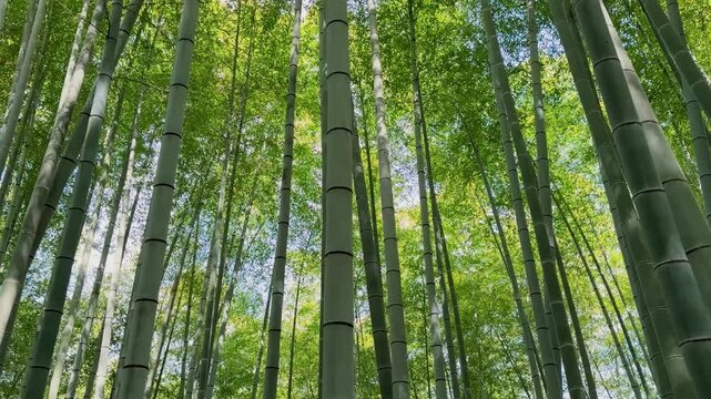 Lush green bamboo forest shot from a low angle inside the historic Kodai-ji Temple grounds in Kyoto during spring in April. The video captures tall bamboo plants stretching towards the bright blue sky