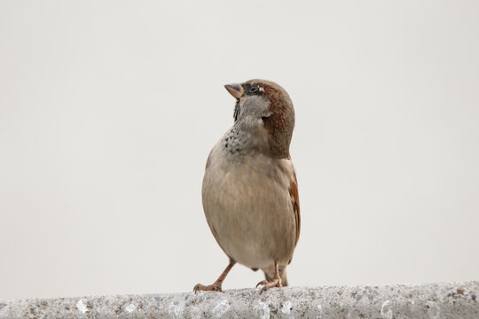 Gorri&oacute;n macho mirando sorprendido y con asombro al cielo