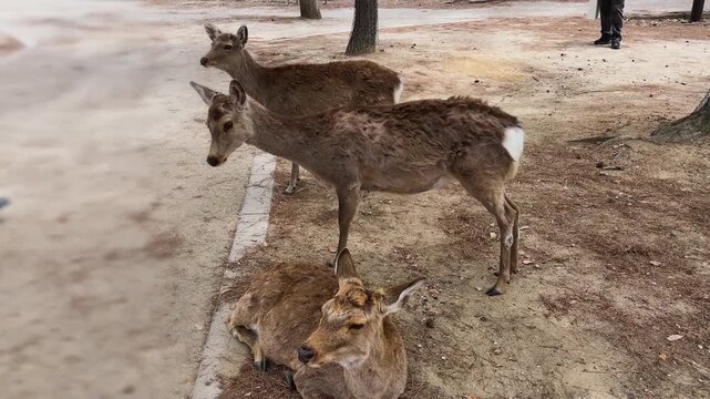 A tourist feeds wild sika deer in Nara Park during springtime in April. Free roaming animals walk around people on a sunny day in Japan. Spotted deer interact with a traveler and wait for food.
