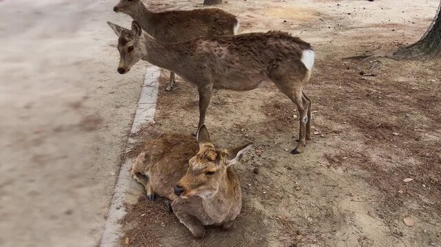 A tourist feeds wild sika deer in Nara Park during springtime in April. Free roaming animals walk around people on a sunny day in Japan. 