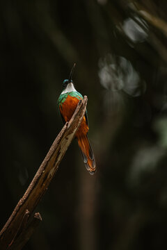 Ariramba-de-cauda-ruiva - galbuliforme da fam&iacute;lia Galbulidae.