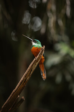 Ariramba-de-cauda-ruiva - galbuliforme da fam&iacute;lia Galbulidae.
