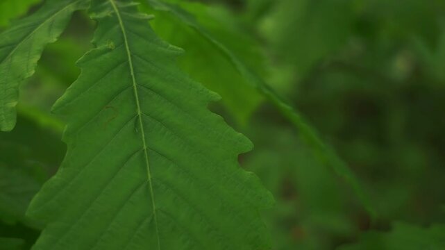 Young saplings in an early summer forest