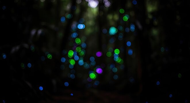 Abstract Bokeh Lights in Dark Forest Background.