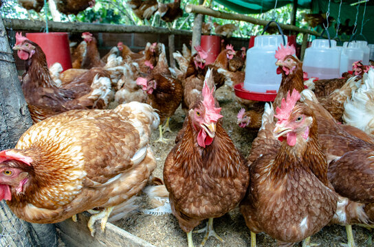 grupo Gallinas