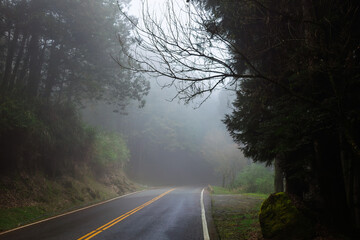 Misty forest road through mountain woodland