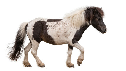 Piebald Shetland pony walking with mane and tail © Natalia