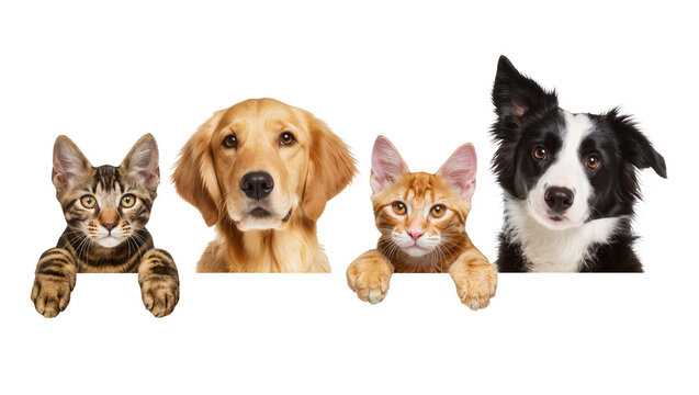 Tabby cat golden retriever orange cat, border collie peeking over edge
