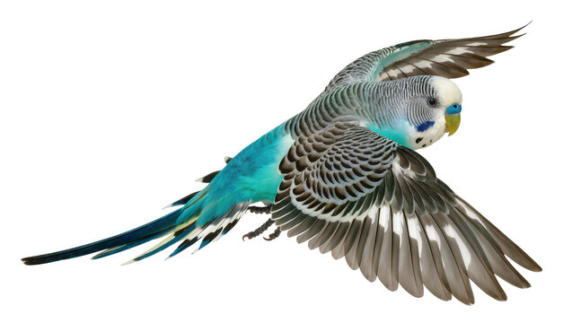 Budgerigar bird in flight with wings spread