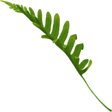 Fern leaf.