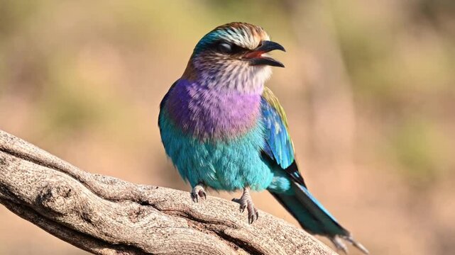 Colorful lilac breasted roller perched on a tree branch in natural wildlife habitat with vibrant feathers soft outdoor lighting and peaceful forest background capturing exotic bird beauty in nature ph